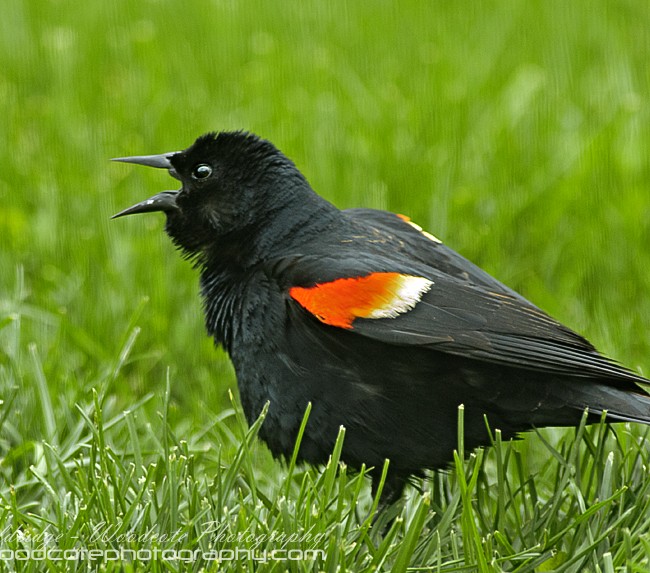 Male Red Winged Blackbird vocalising