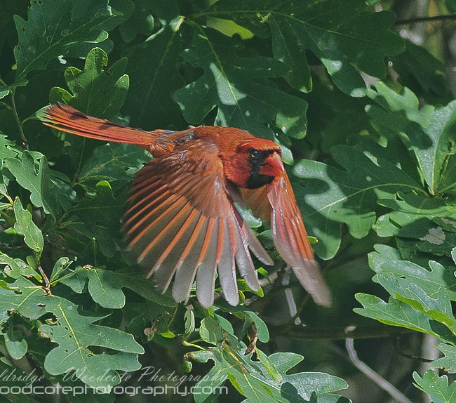 Male Northern Cardinal emerging from cover