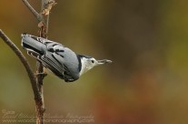 White Breasted Nuthatch with seed