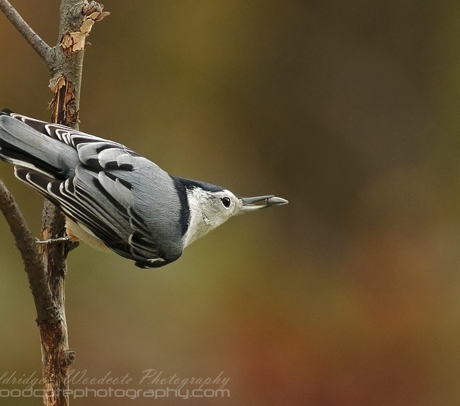 White Breasted Nuthatch with seed