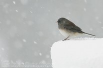 Dark Eyed Junco gets a taste of the winter to come