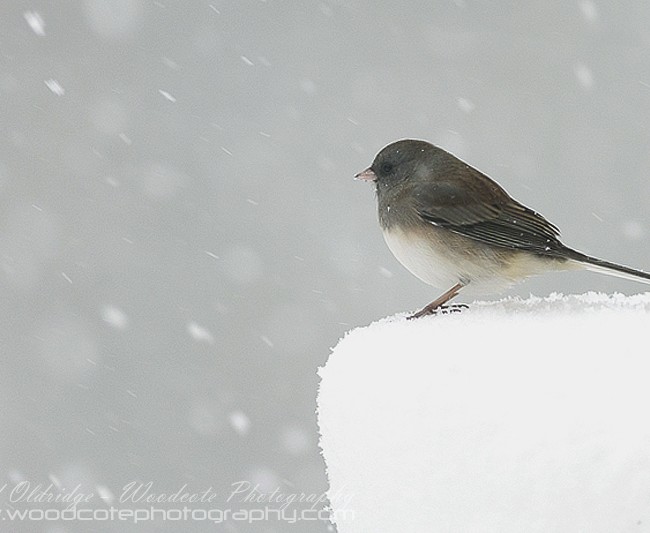 Dark Eyed Junco gets a taste of the winter to come