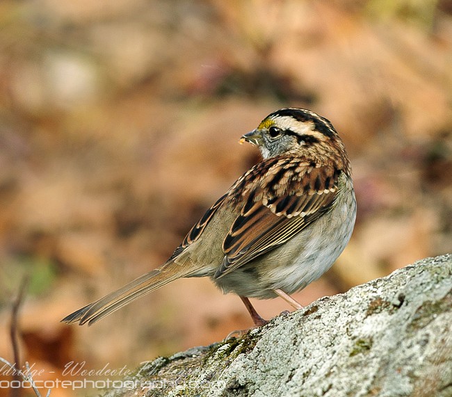 White Throated Sparrow in the Fall