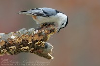 White Breasted Nuthatch Gallery