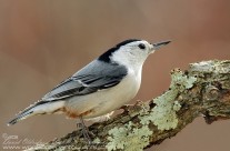 White breasted Nuthatch on a Fall backdrop
