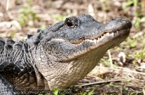 Floridian Alligator