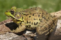 American green Frog – and a well fed one at that