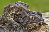 Love is in the air – a pair of American Toads