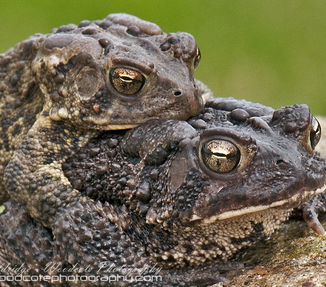 Love is in the air – a pair of American Toads