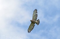 Broad Winged Hawk soaring