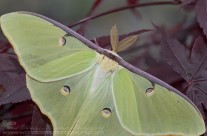Luna Moth – 4.5 inch wingspan – close up