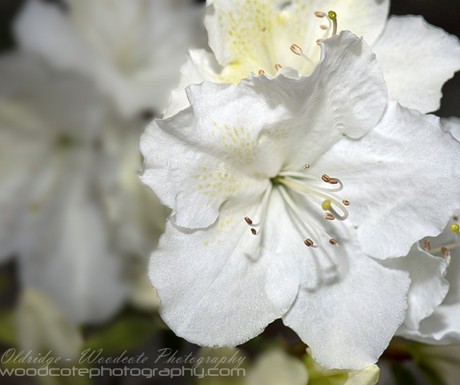 Petals – White Azalea