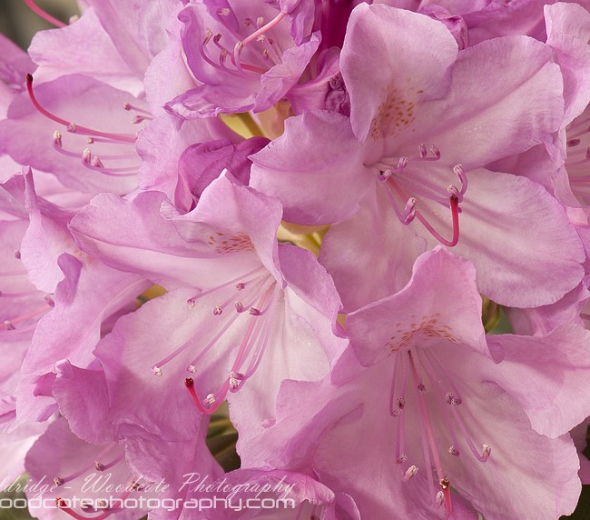 Petals – Pink Rhododendron