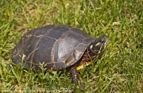 Painted Turtle – close up