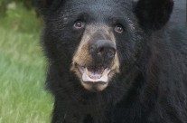 Black Bear portrait