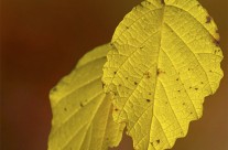 Autumn leaf color (1)