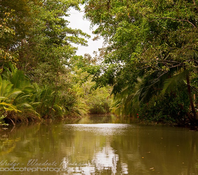 Costa Rican Rainforest