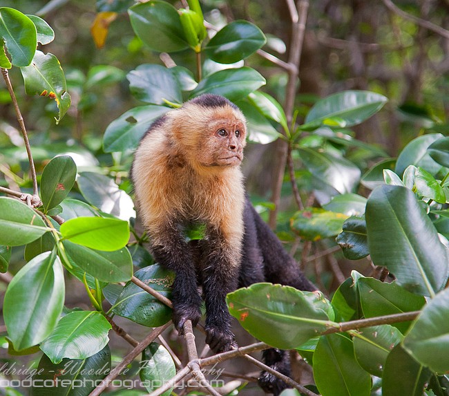 White Faced Capuchin In The Mangroves