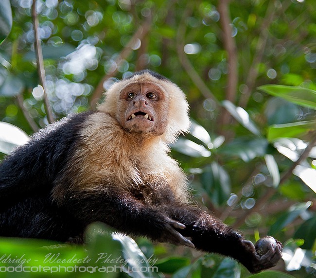 White Faced Capuchin with toothy grin