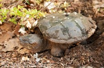 Snapping Turtle in the process of laying her clutch of eggs