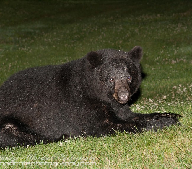 Black Bear taking a break