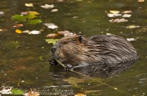 North American Beaver (4)