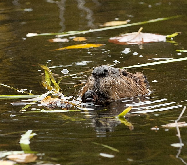 North American beaver (5)