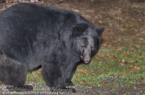 Black Bear foraging