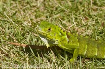 Juvenile Iguana – Grand Cayman
