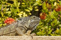 Iguana – Cayman (1)