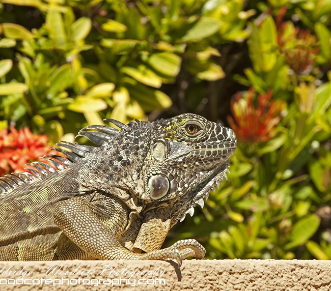 Iguana – Cayman (1)