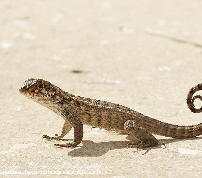 Grand Cayman Curly-tailed Lizard