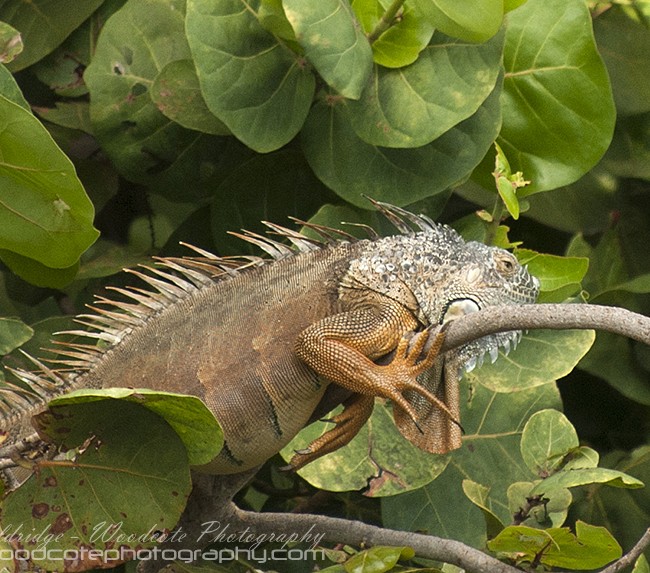 Iguana – Cayman (2)