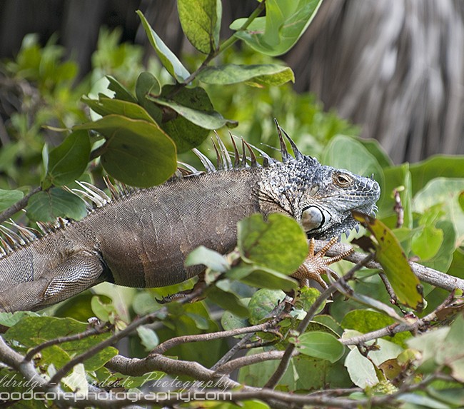 Iguana – Cayman (3)