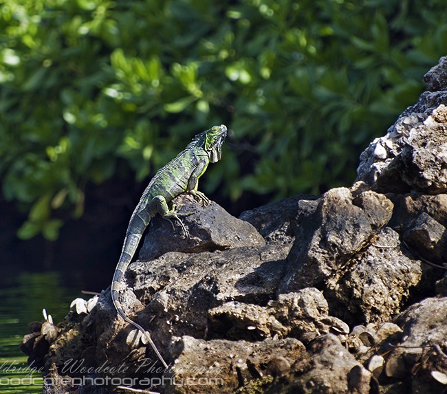 Iguana – Cayman (4)