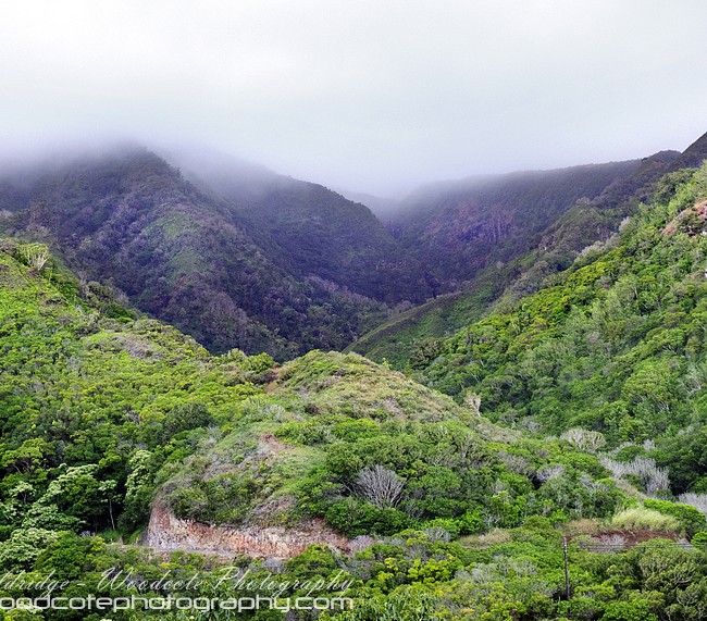 The Mountain Rainforest Landscape of Maui