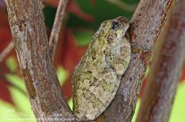 Gray Tree Frog – resting