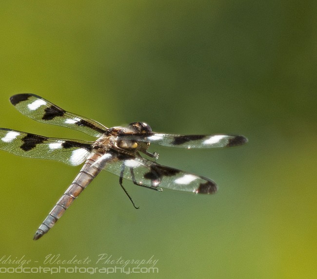 Twelve Spotted Skimmer on the wing