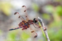 Halloween Pennant Dragonfly – male