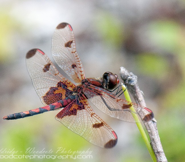 Halloween Pennant Dragonfly – male