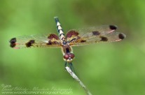 Halloween Pennant Dragonfly – female