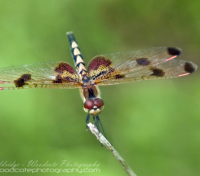 Halloween Pennant Dragonfly – female