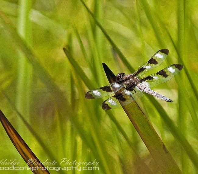 Twelve Spotted Skimmer in the reeds