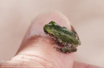They don’t come much smaller than that – baby Tree Frog
