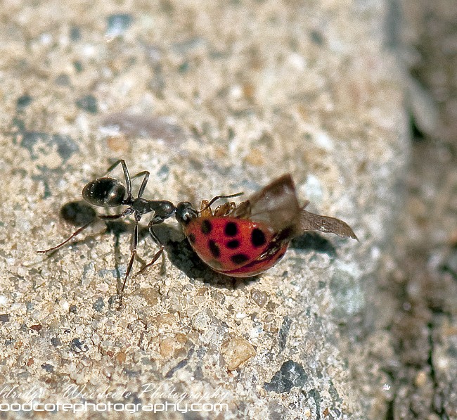 Carpenter Ant carrying its lunch