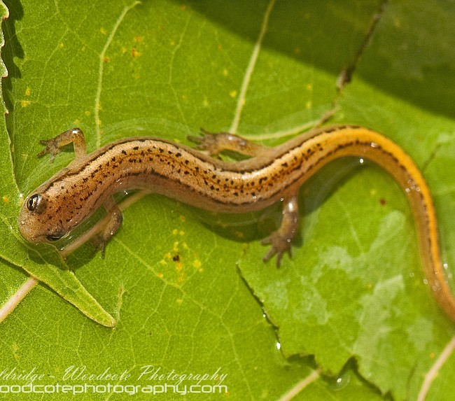 Young Northern Two-Lined Salamander