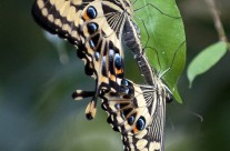 Mating Swallowtails
