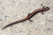 Red Backed Salamander