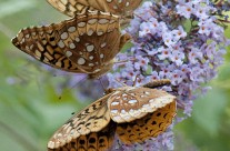 Group of Aphrodyte Fritillaries