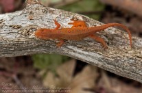 Red Spotted Newt